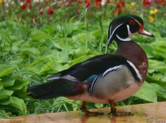 aufgehübschte "Ente" am Gardasee