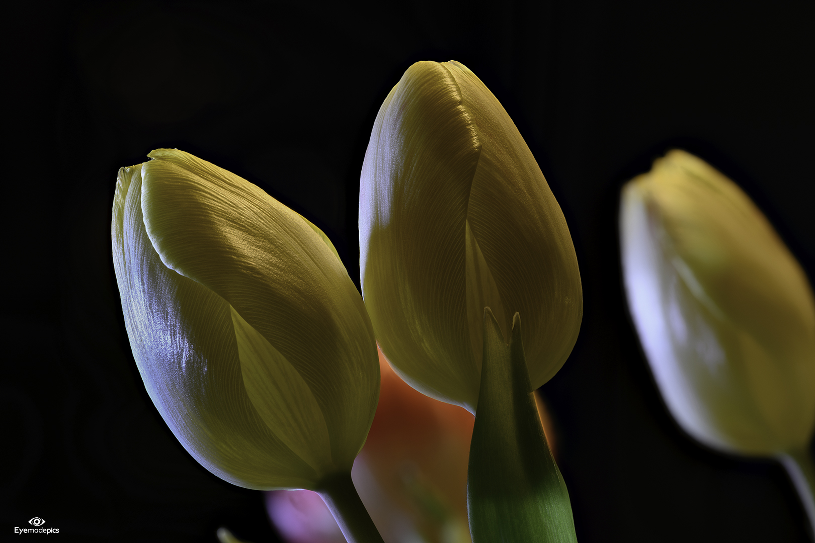 Aufgehübschte Tulpen-Frisuren