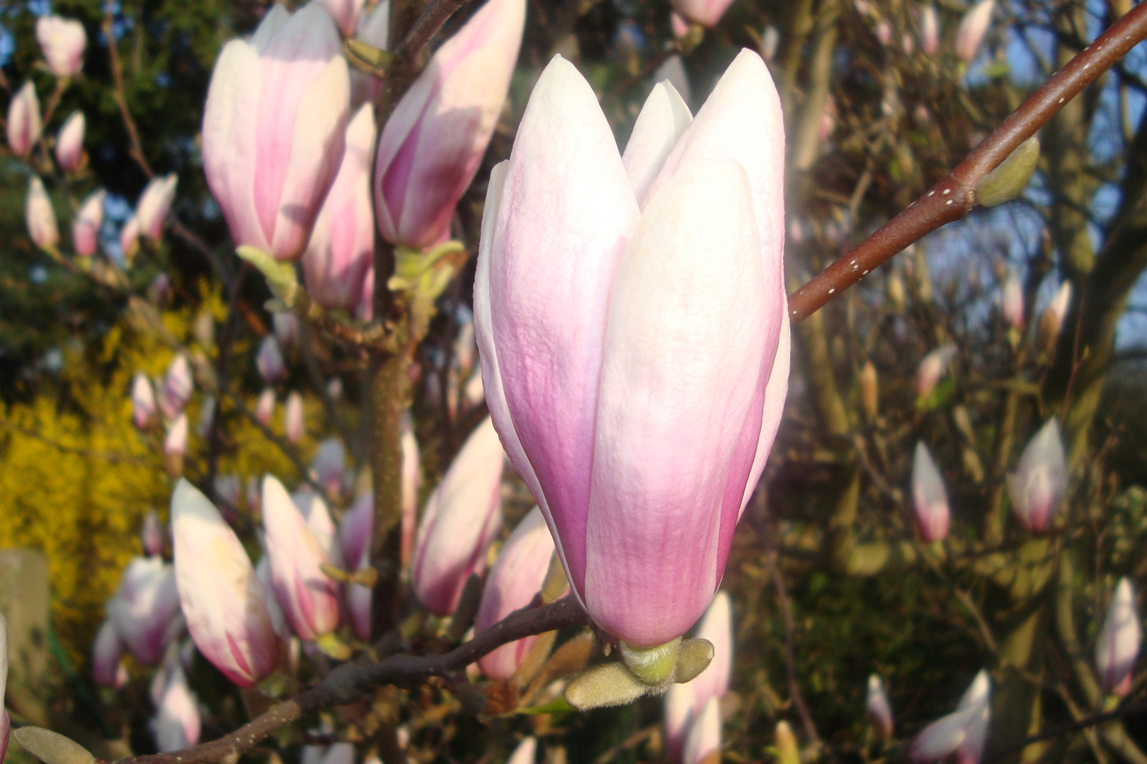 ...aufgenommen, bei einem Frühlingsspaziergang :o)