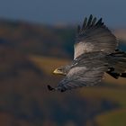 Aufgenommen im Adler- und Wolfspark Kasselburg - 2