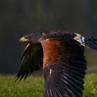 Aufgenommen im Adler- und Wolfspark Kasselburg