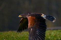 Aufgenommen im Adler- und Wolfspark Kasselburg