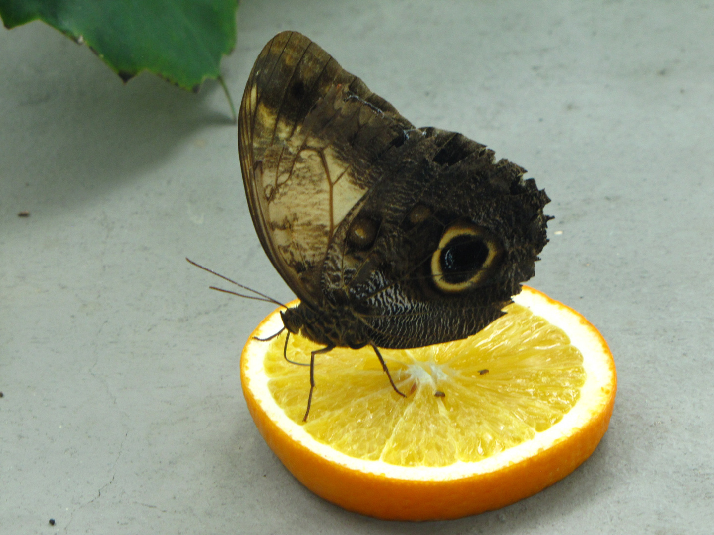 aufgenommen im Berliner Zoo 2014