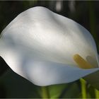 Aufgenommen im Botanischen Garten