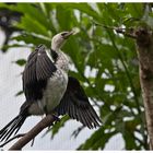 Aufgenommen im Burgers Zoo