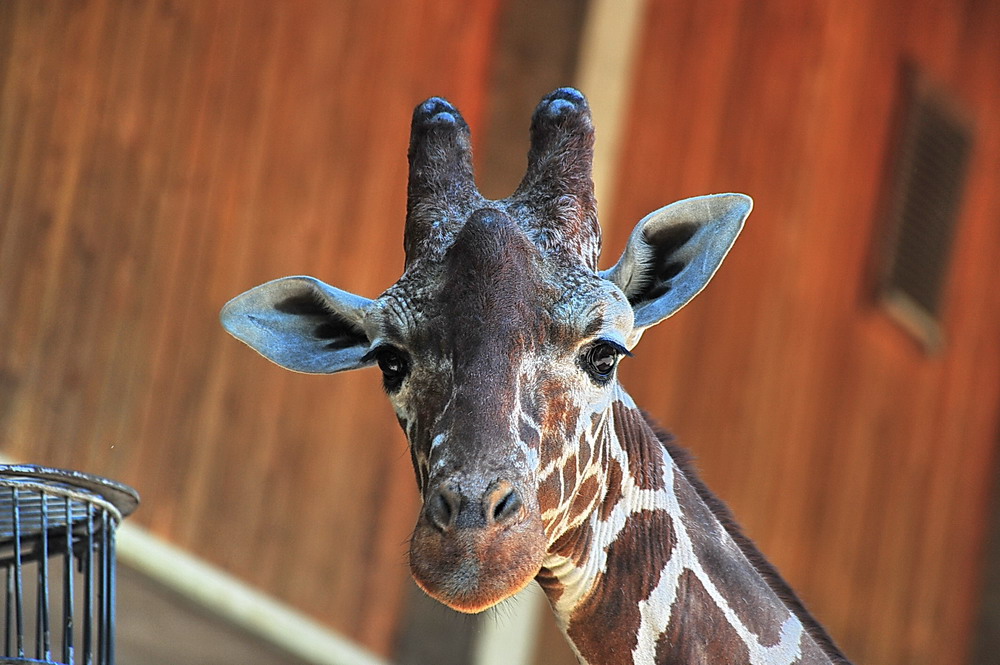 aufgenommen im Kölner ZOO