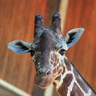 aufgenommen im Kölner ZOO