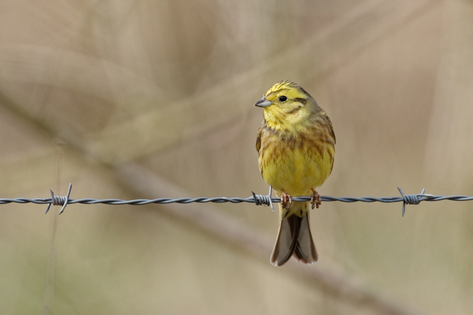 Aufgenommen im Naturschutzgebiet aus dem Auto