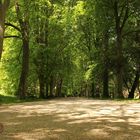 Aufgenommen im Rombergpark in Dortmund