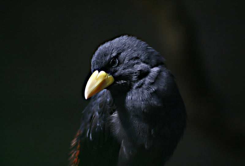 Aufgenommen im Stuttgarter Zoo