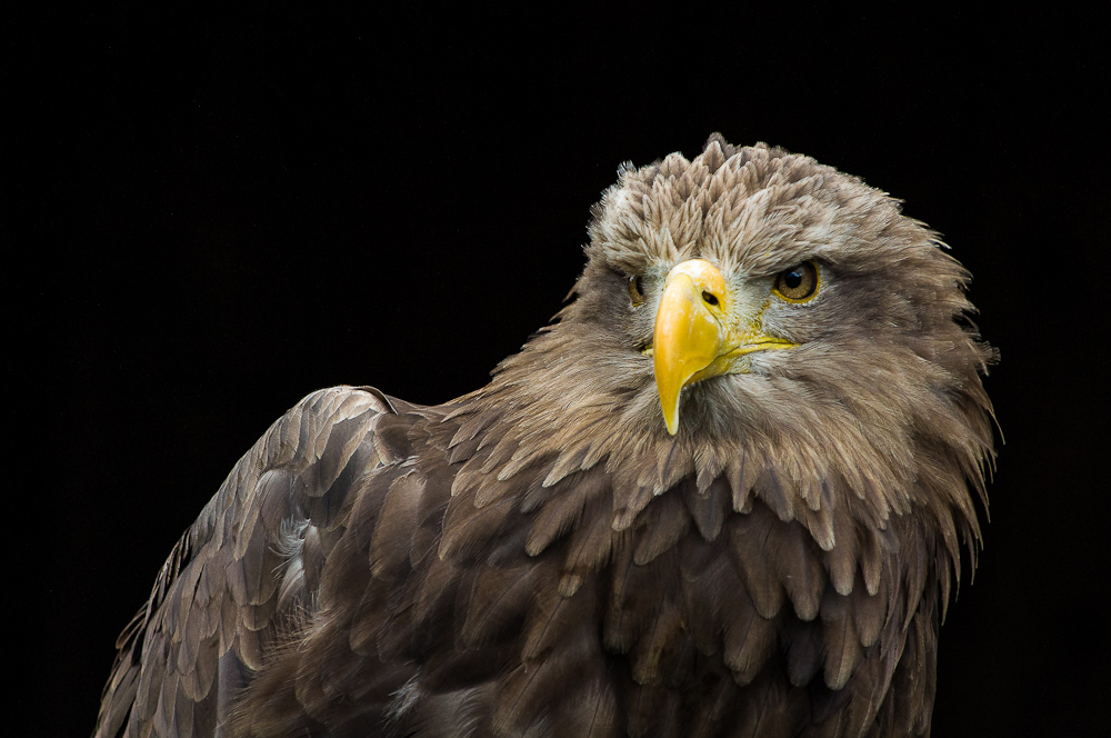 Aufgenommen im Tierpark Sababurg