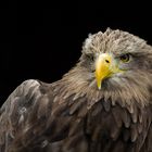 Aufgenommen im Tierpark Sababurg