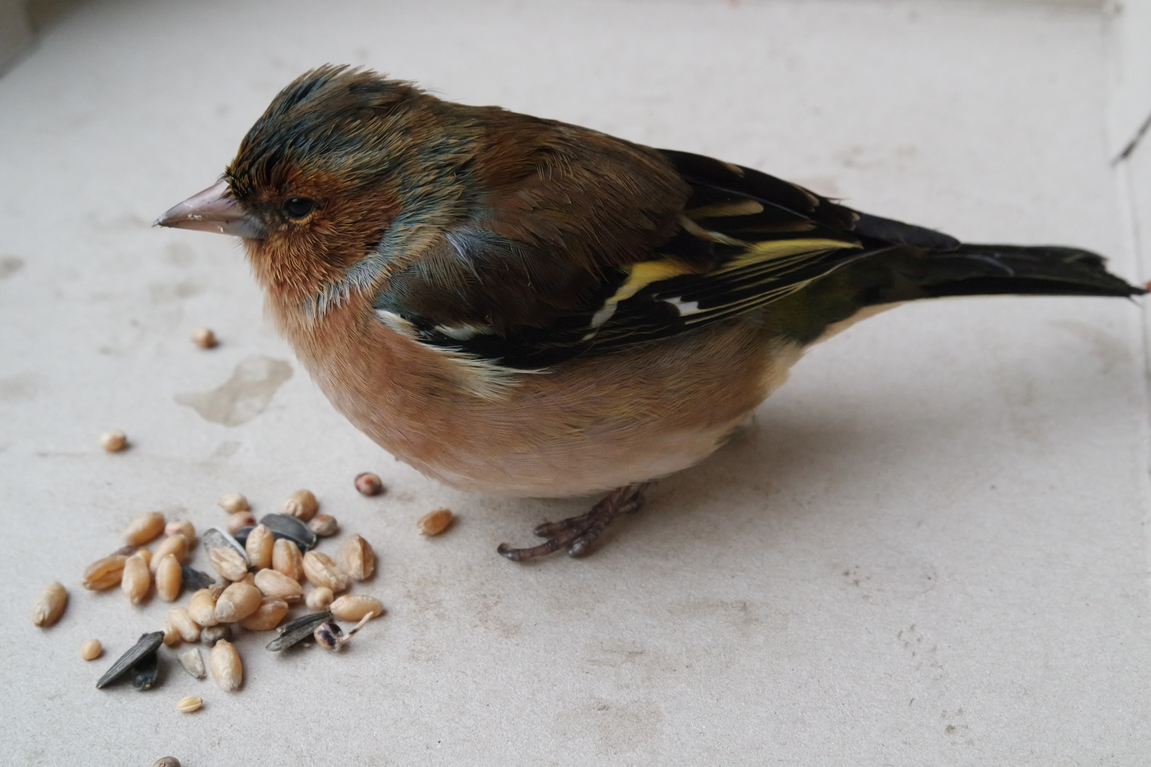 Aufgepäppelter Vogel nach kleinem Unfall