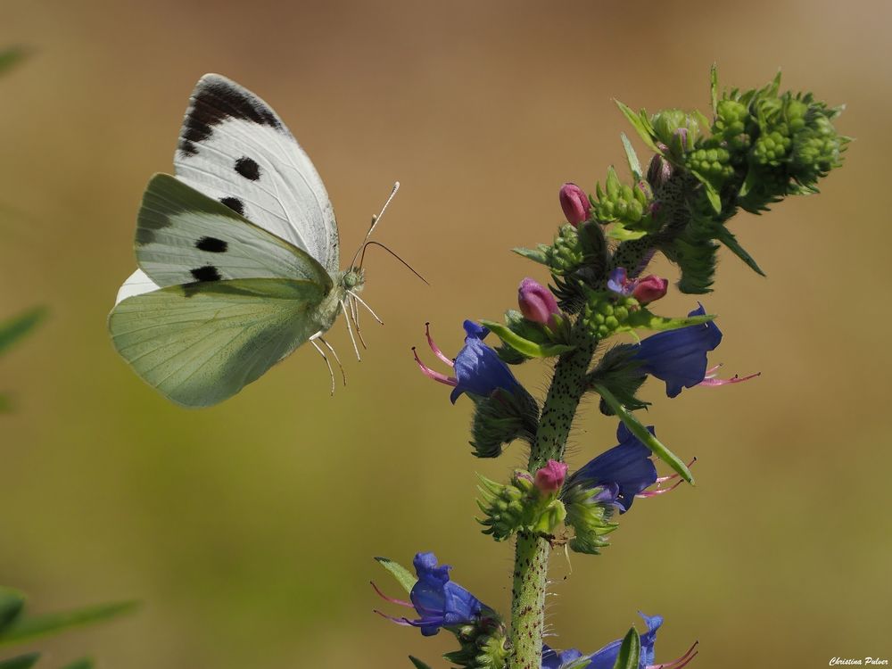 aufgepasst Natternkopf 