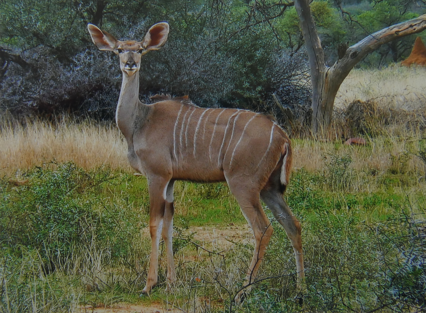 Aufgepasst     Südafrika