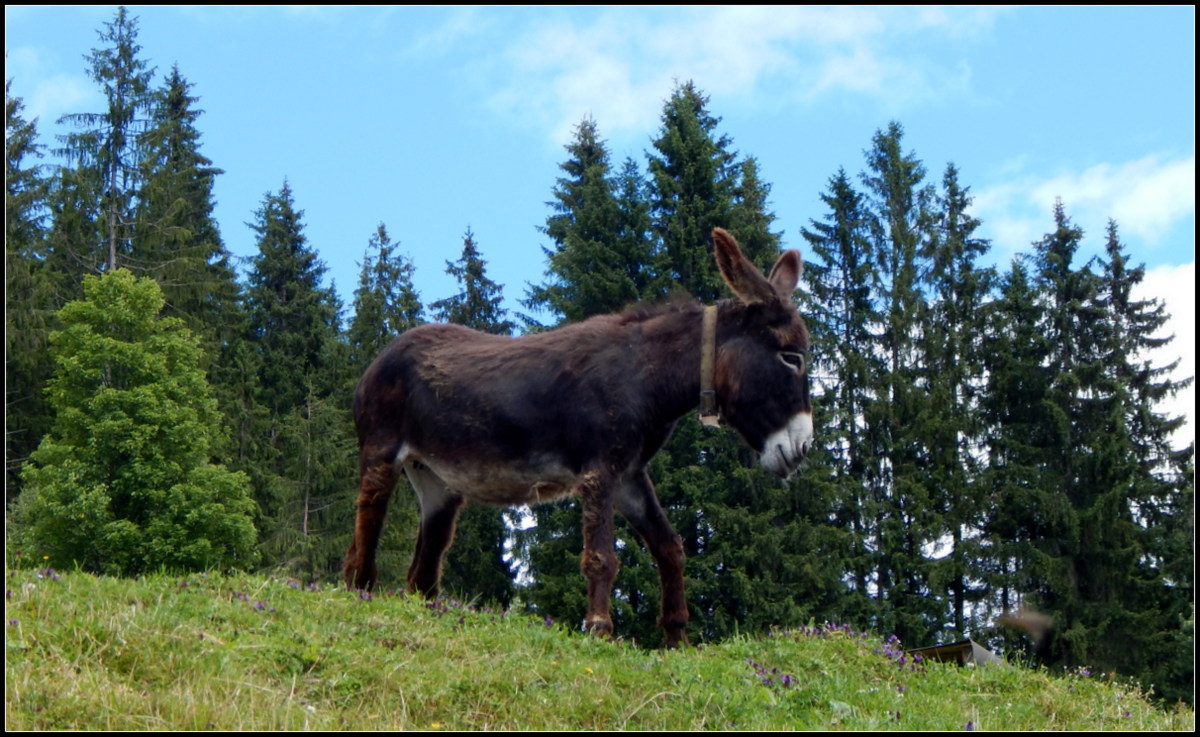 AUFGEPASST.....ES GEHT BERGAB