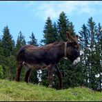 AUFGEPASST.....ES GEHT BERGAB