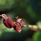 Aufgeplatzte Stachelbeere mit Hörnern