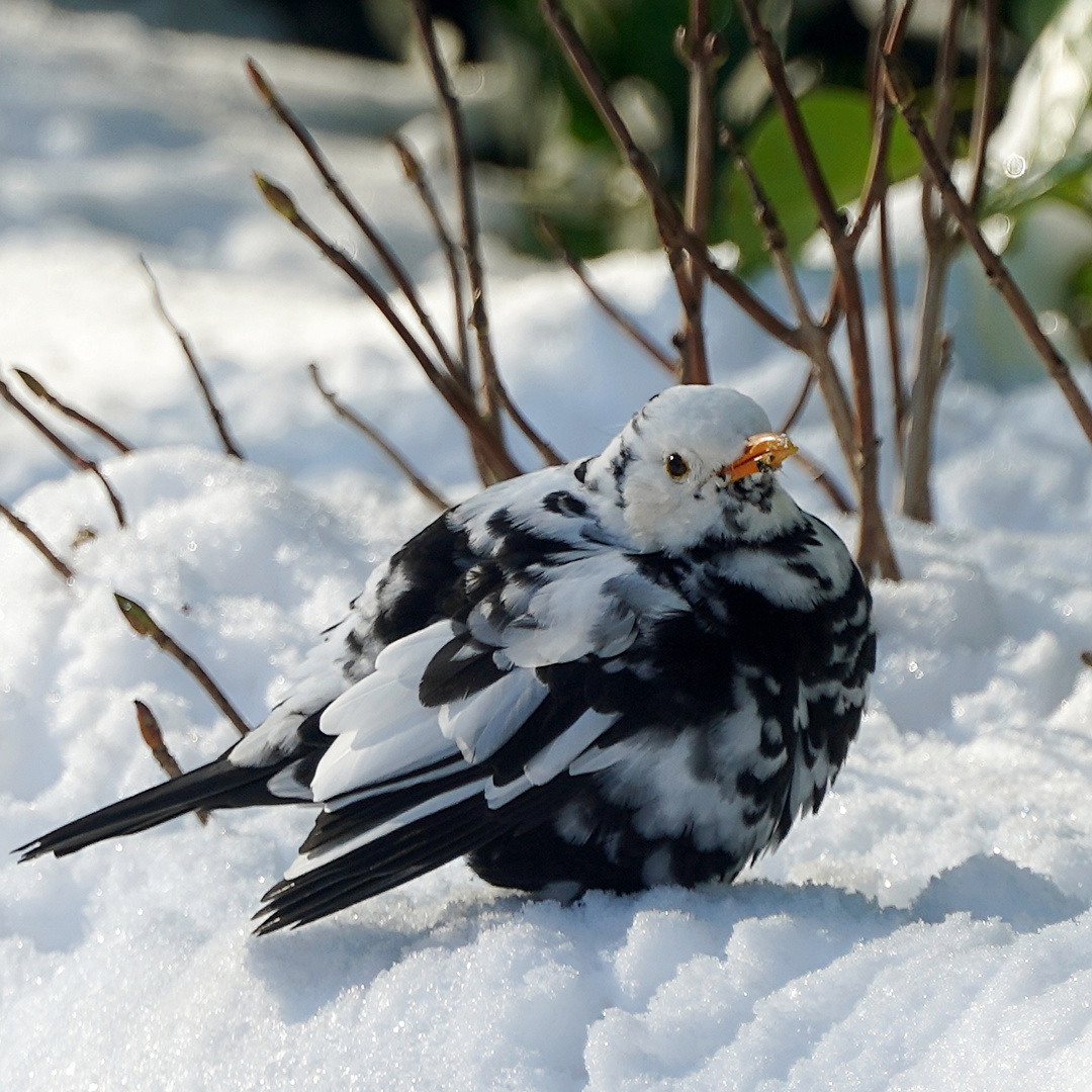 Aufgeplustert bei der klirrenden Kälte ... unsere schwarz-weiße Amsel