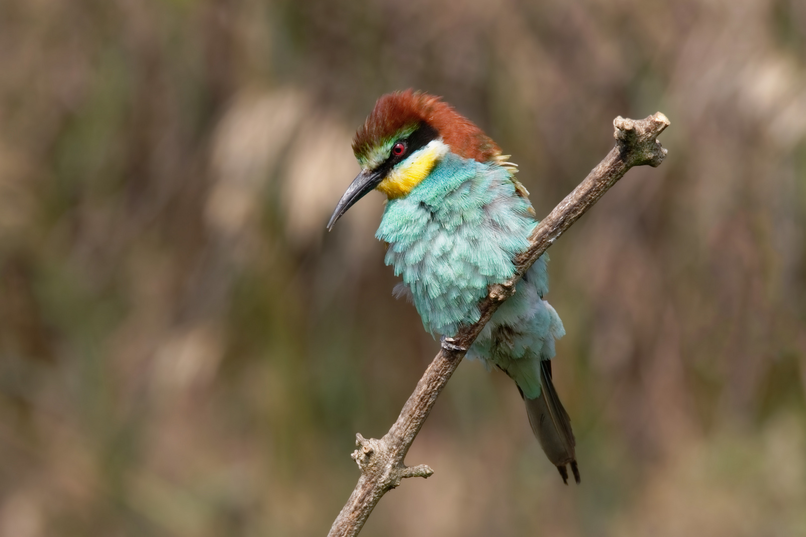 Aufgeplustert... Bienenfresser ( Merops apiaster)