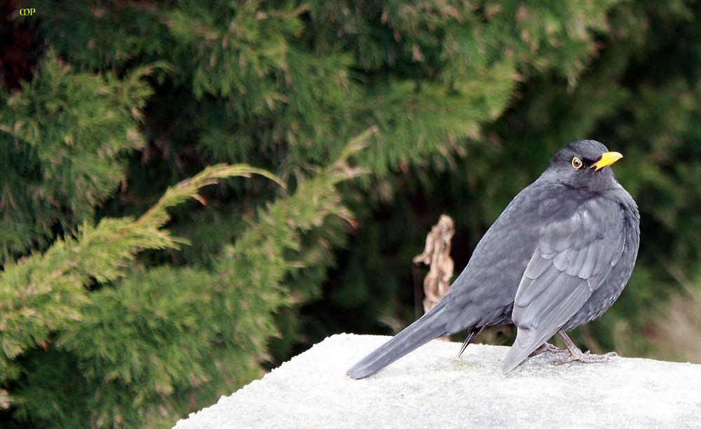 aufgeplustert gegen die Kälte