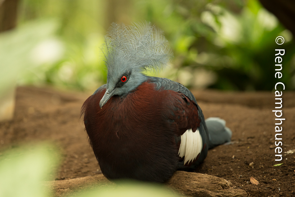 Aufgeplustert - Kölner Zoo 06/2015