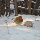 aufgeplustert neben fetter Kugel