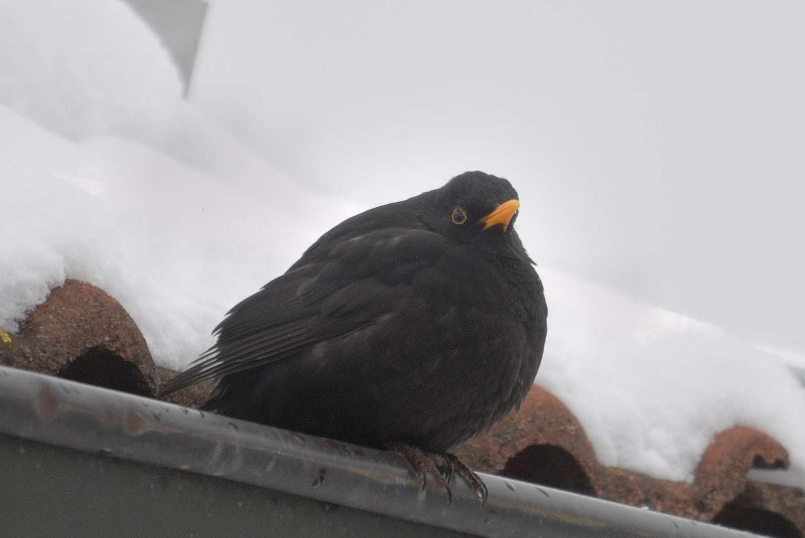 Aufgeplusterte Amsel