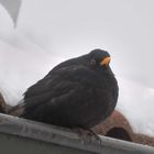 Aufgeplusterte Amsel