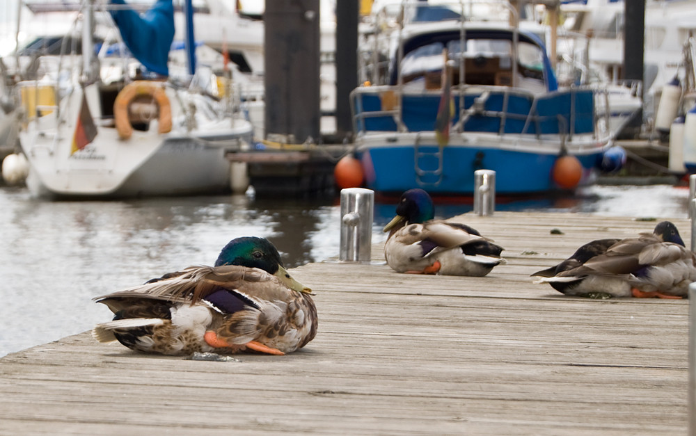 aufgeplusterte Ente am Hamburger Hafen