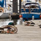 aufgeplusterte Ente am Hamburger Hafen