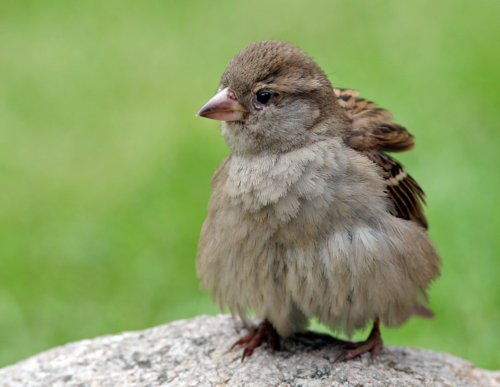 Aufgeplusterter junger Spatz