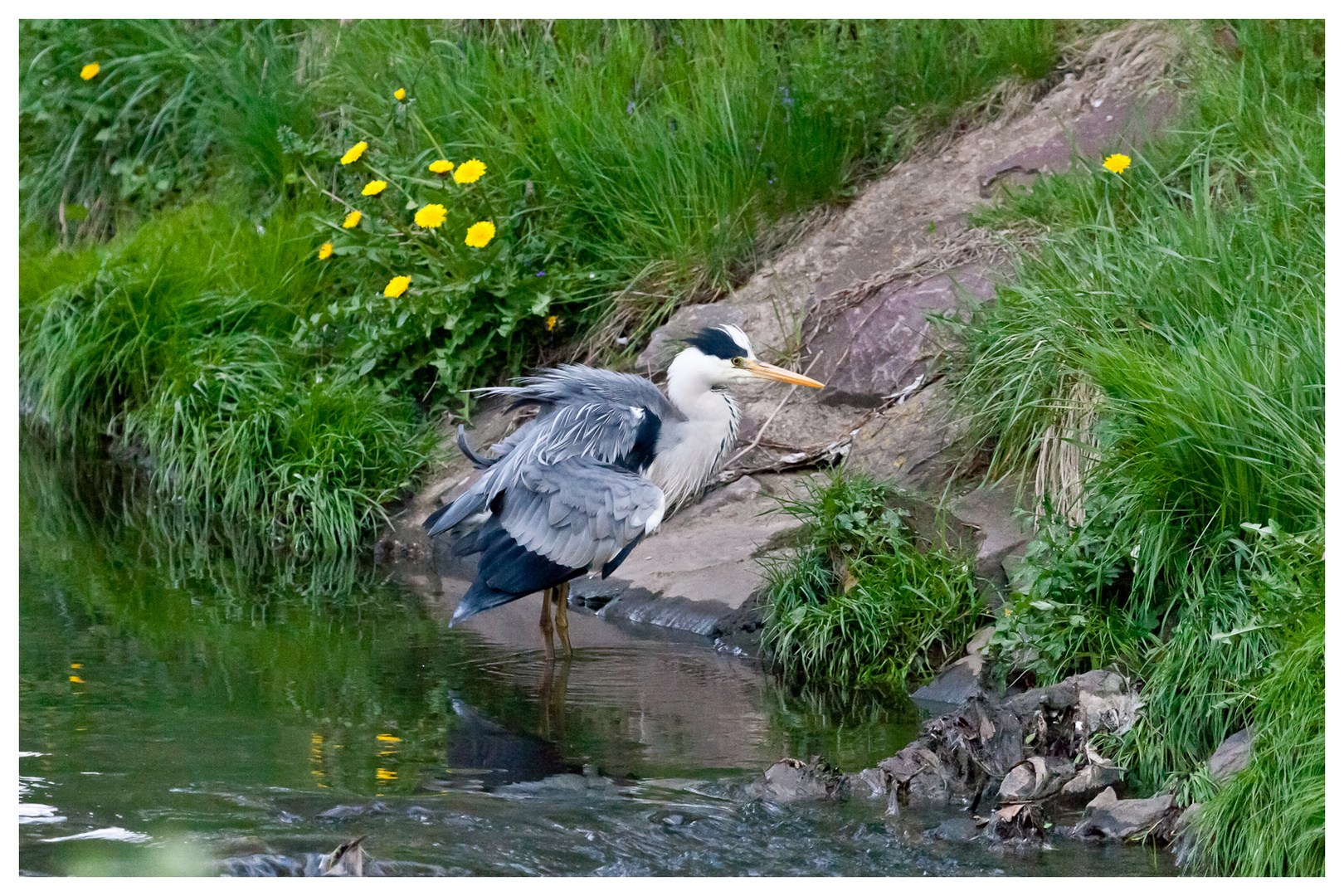 Aufgeplusterter Reiher