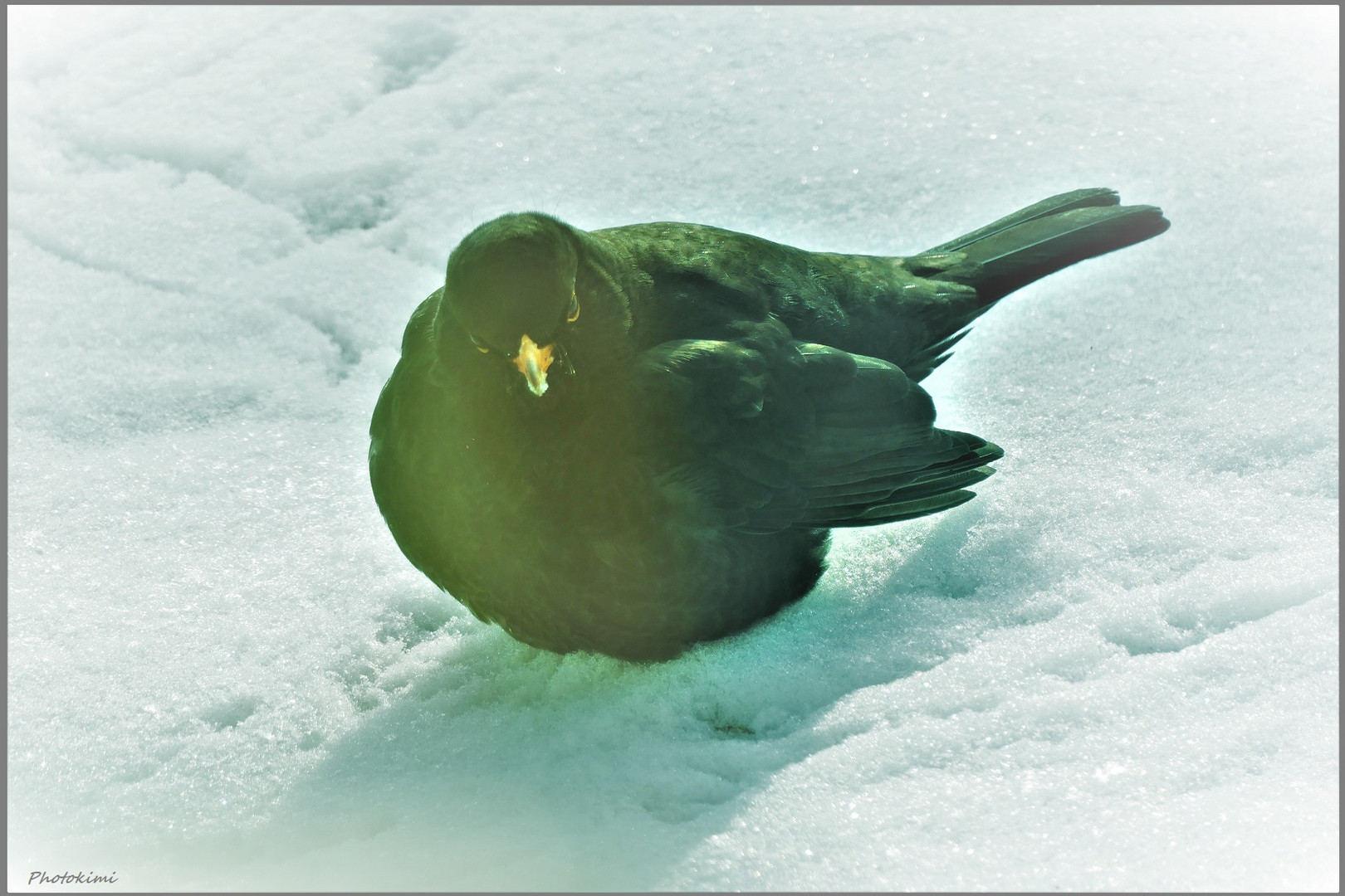 Aufgeplustertes Amsel Männchen