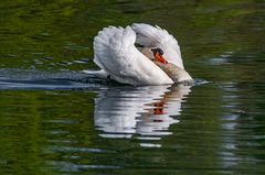 Aufgeplusteter Höckerschwan 