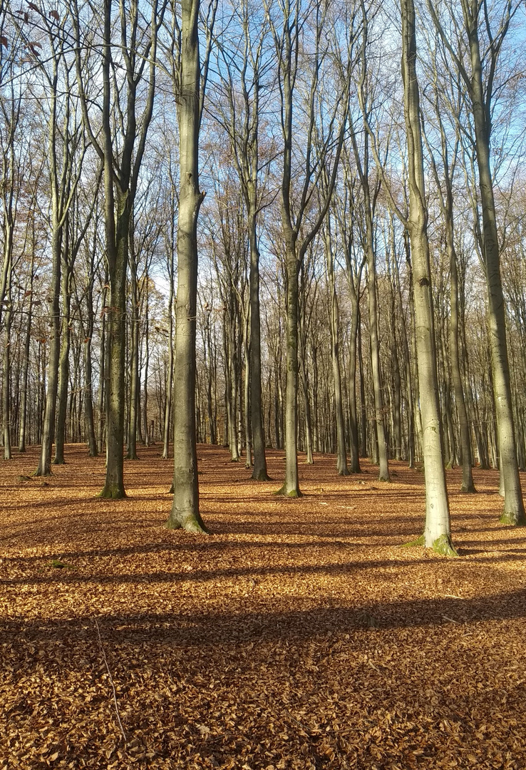 aufgeräumter Wald