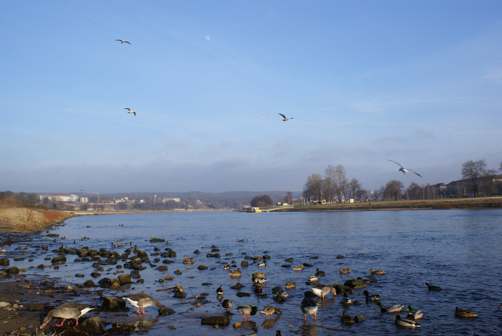 Aufgeregte Februarvögel an der Elbe