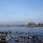 Aufgeregte Februarvögel an der Elbe