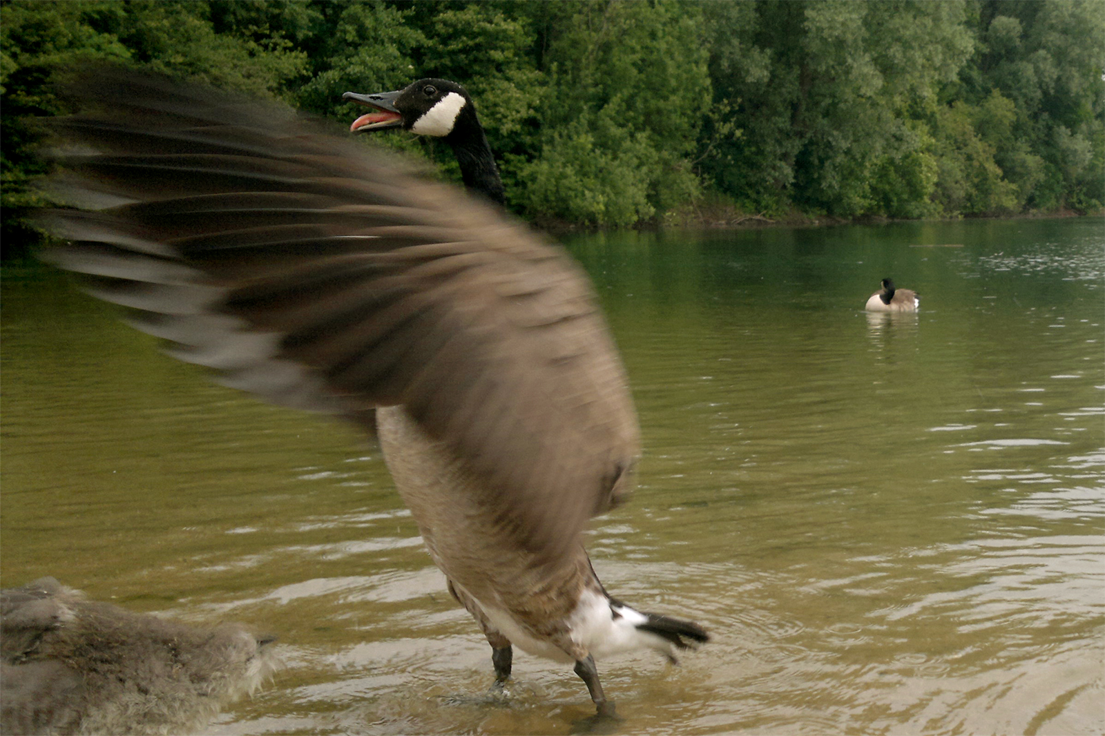 Aufgeregte Gans