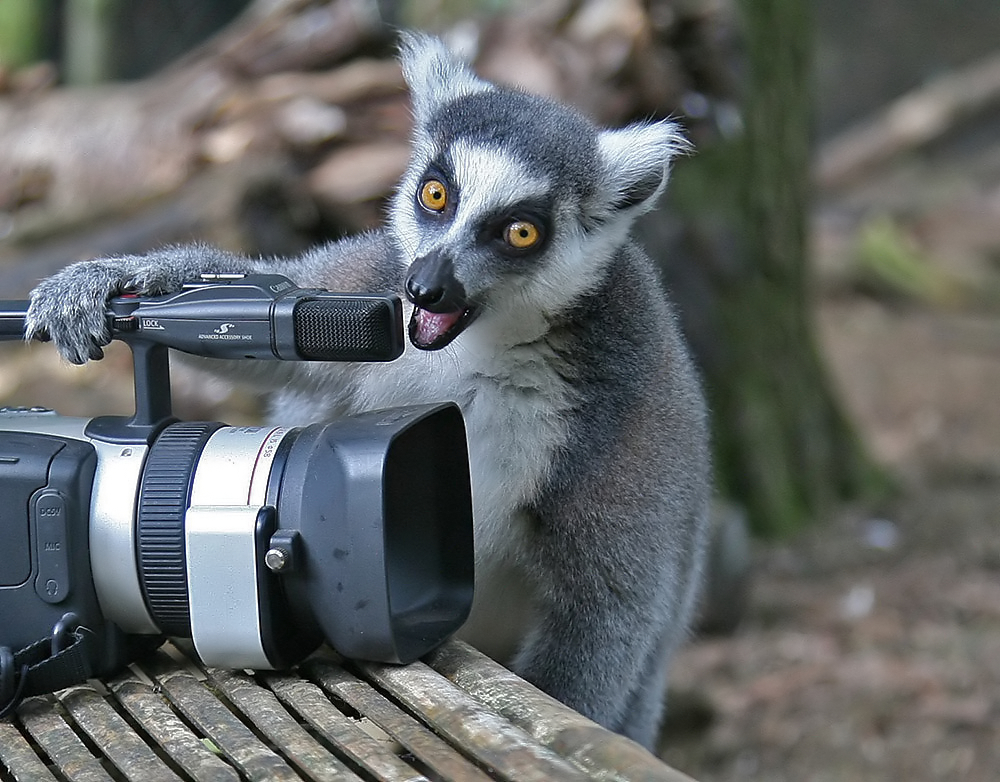 Aufgeregter Kameramann /Lemur Katta
