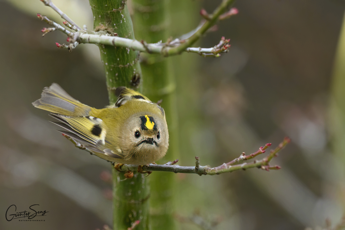 aufgeregtes Wintergoldhähnchen