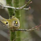 aufgeregtes Wintergoldhähnchen