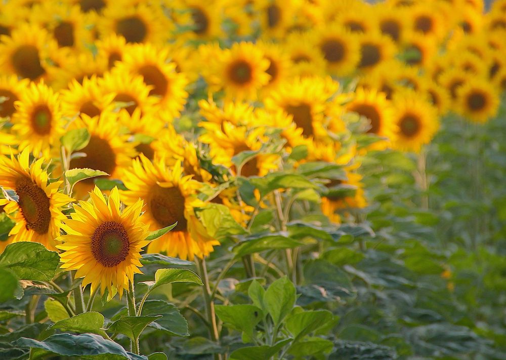 Aufgereiht: die Anführerin der Sonnenblumen