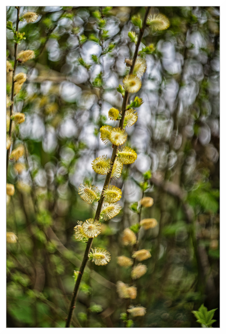 Aufgereiht im Frühling