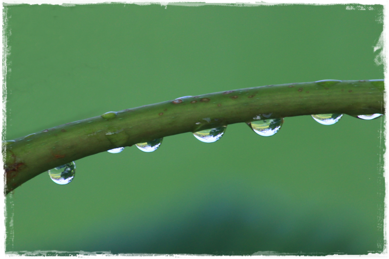 Aufgereiht nach dem Regen