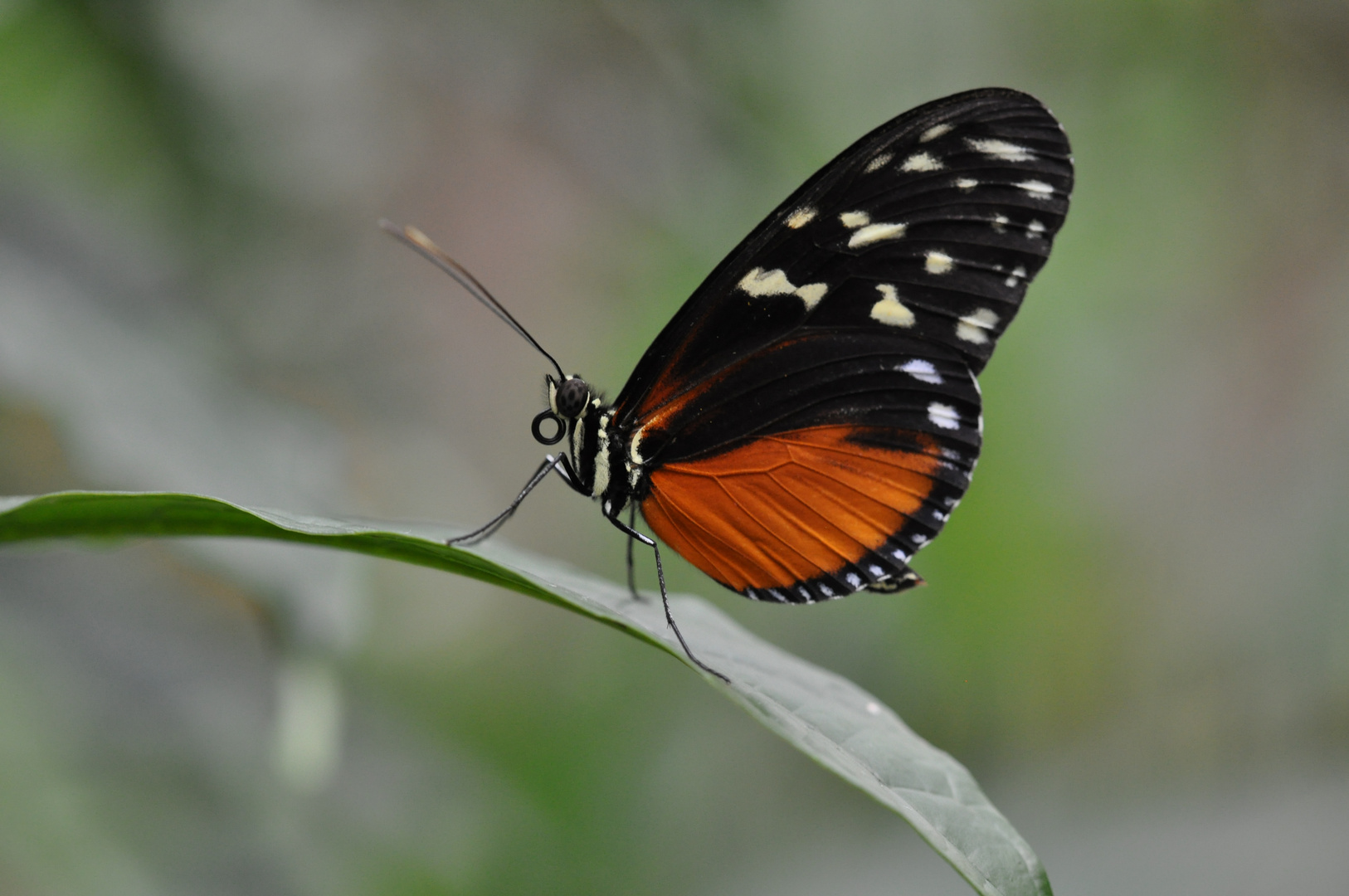 Aufgerollt: der Schmetterling und sein Rüssel