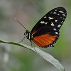 Aufgerollt: der Schmetterling und sein Rüssel
