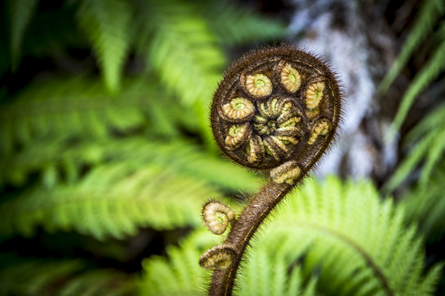 Aufgerolltes Farnblatt - Neuseeland