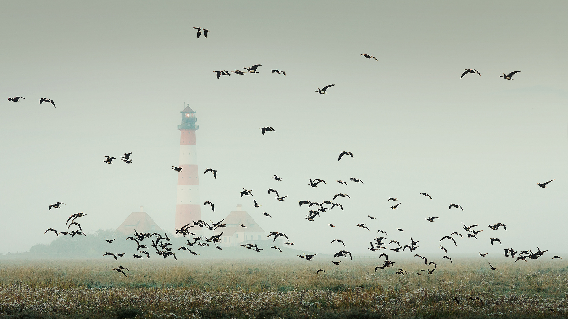 Aufgescheucht am Leuchtturm Westerhever