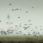 Aufgescheucht am Leuchtturm Westerhever